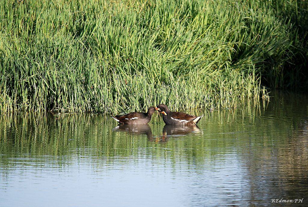 Gallinelle d''acqua, un incontro molto tenero!!!